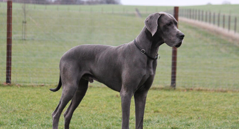 great dane and pitbull