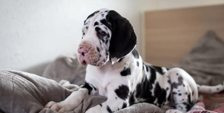 gray great dane puppy