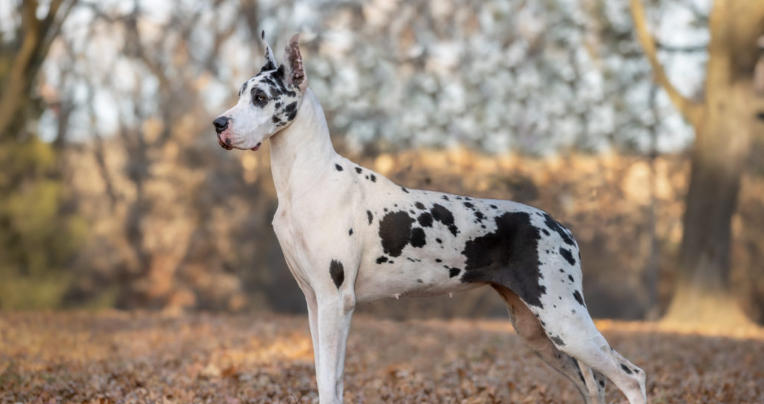 gray and black great dane
