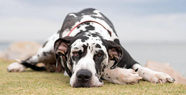 great dane grey and white