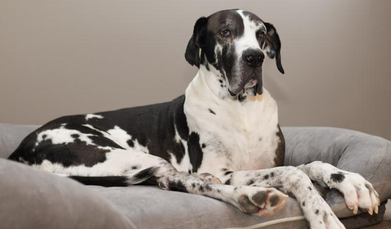 great dane dalmatian