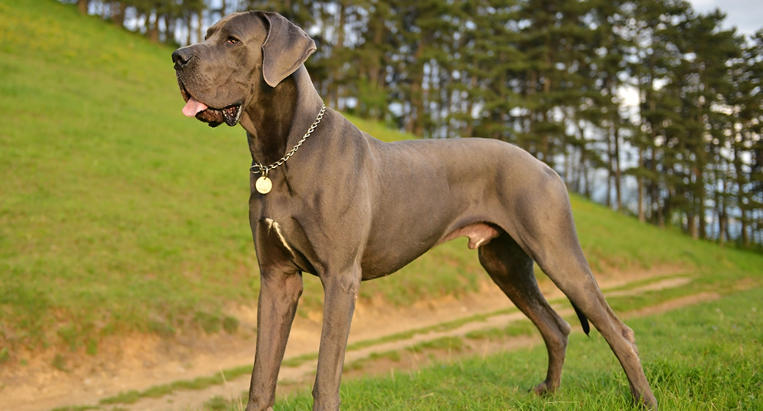 great dane cost per month