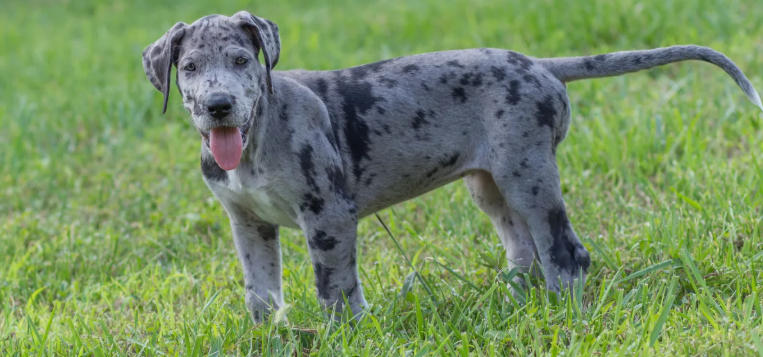 great dane and kitten