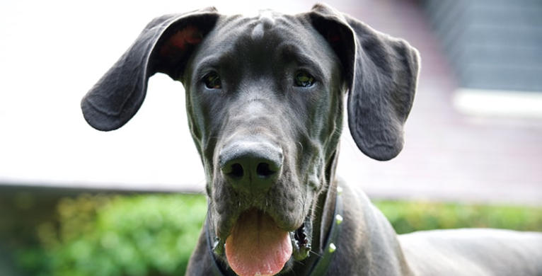 gray great dane