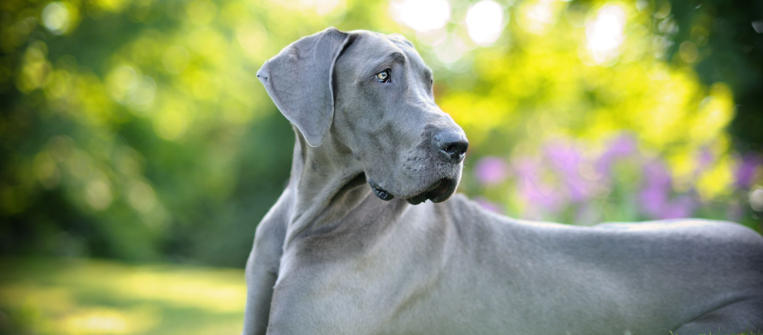 great dane grey