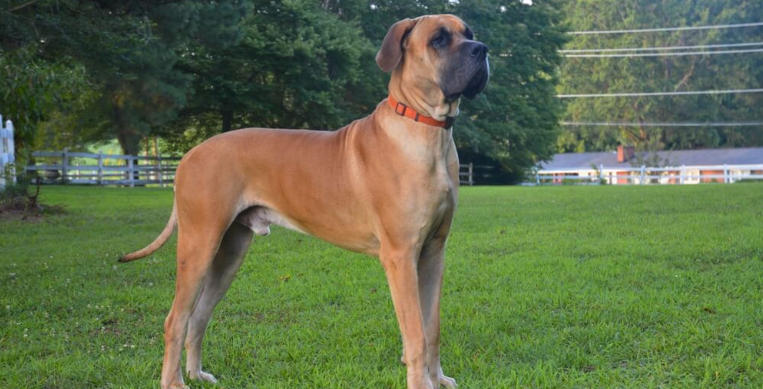 golden great dane