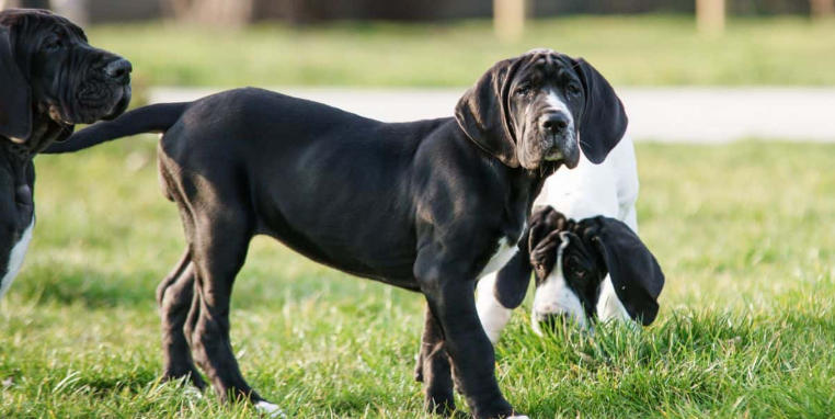 dogs 101 great dane