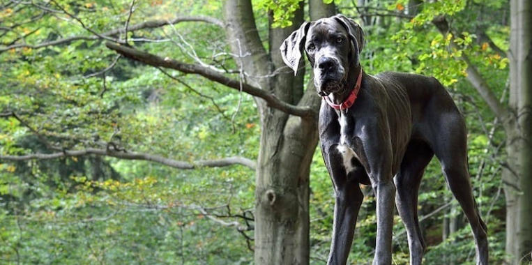 doberman great dane
