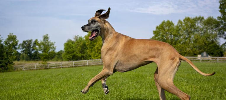 daynakin great danes