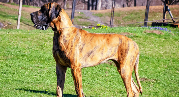 fawn mantle great dane