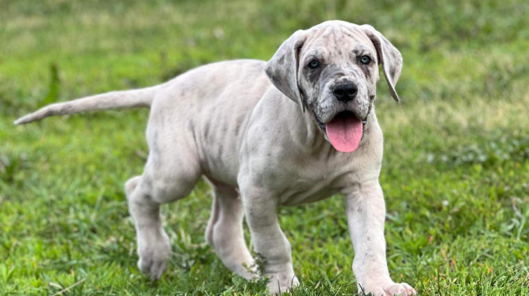 european harlequin great dane
