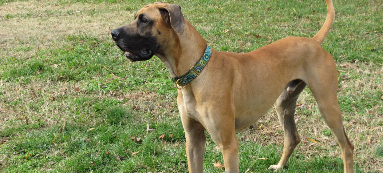 gran danes dog price