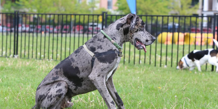 different types of great danes