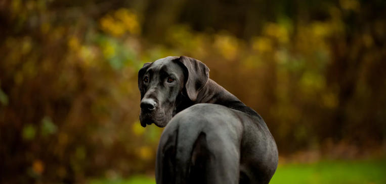 dark grey great dane