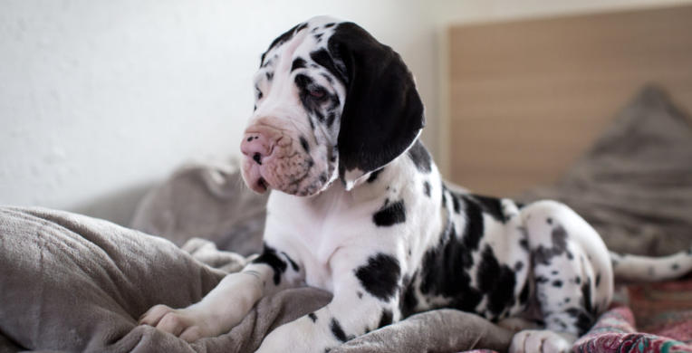cute great dane puppies