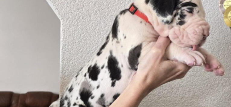 fawnequin great dane