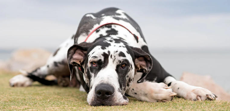 fawn brindle great dane
