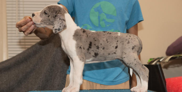 euro great dane puppies