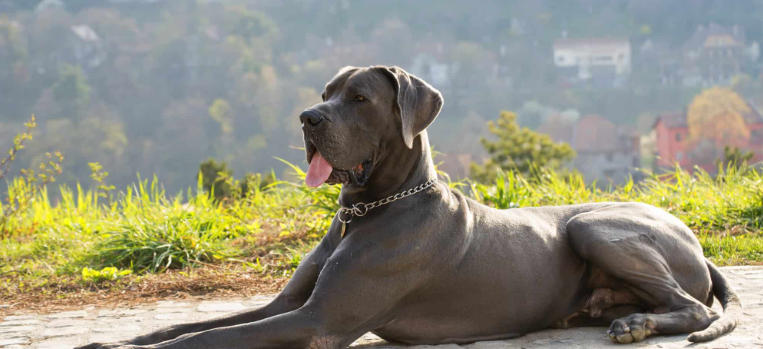 grain dane dog