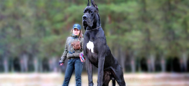 giant george great dane