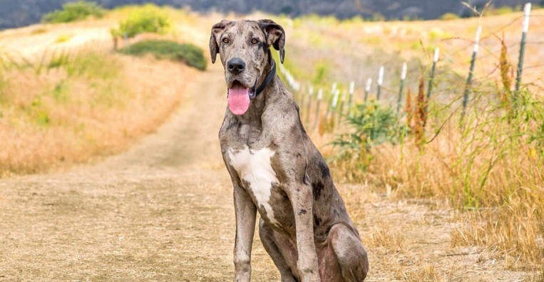double merle great dane
