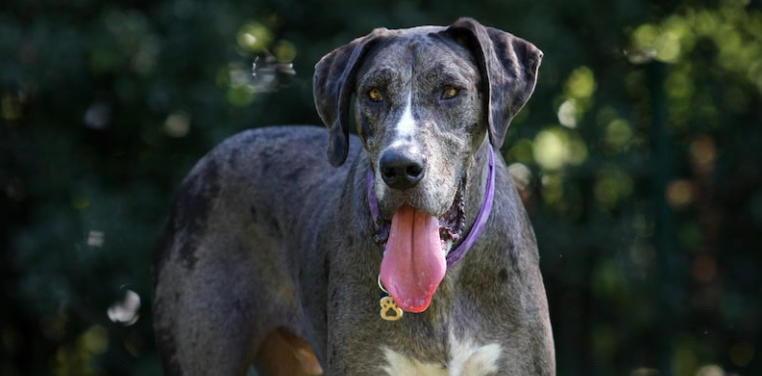 doberman x great dane