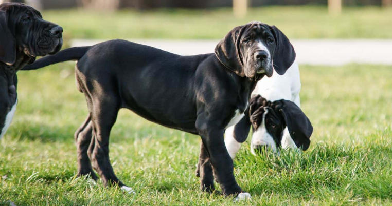 dane puppies