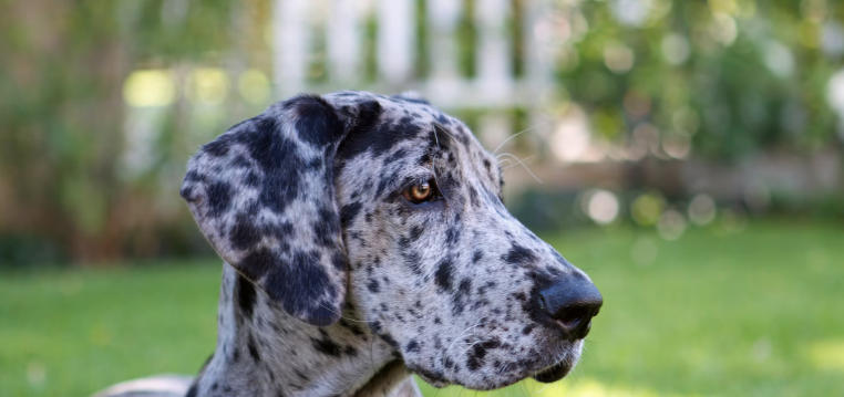cute great dane