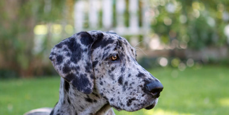 full blooded great dane