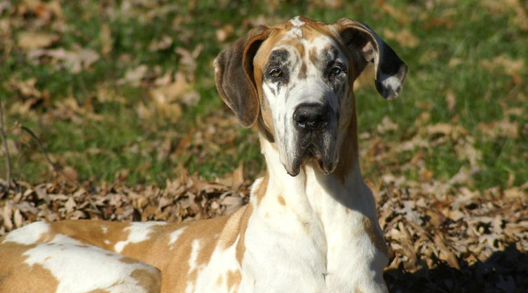 fawn merle great dane
