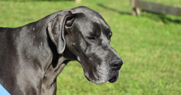 european great dane black