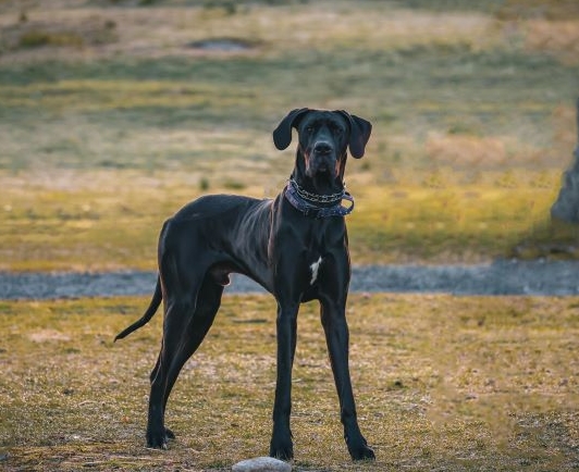 giant dane dog