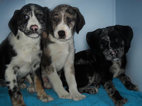 german shepherd great dane