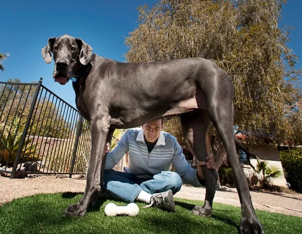 george great dane