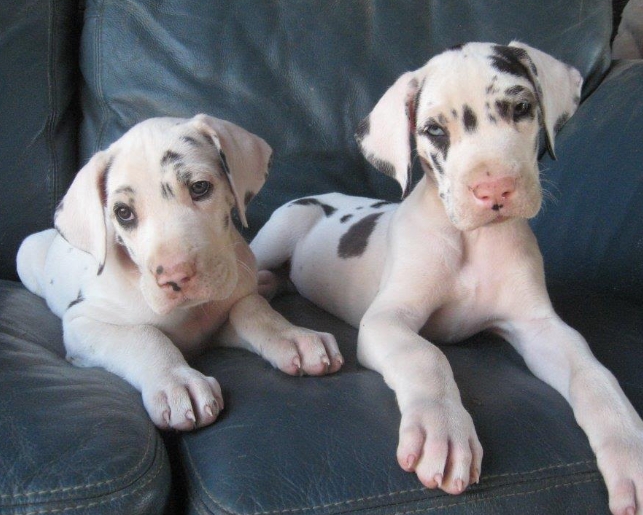 dane dog black