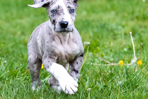dalmatian great dane puppy