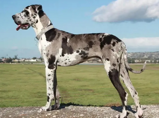 double merle dane