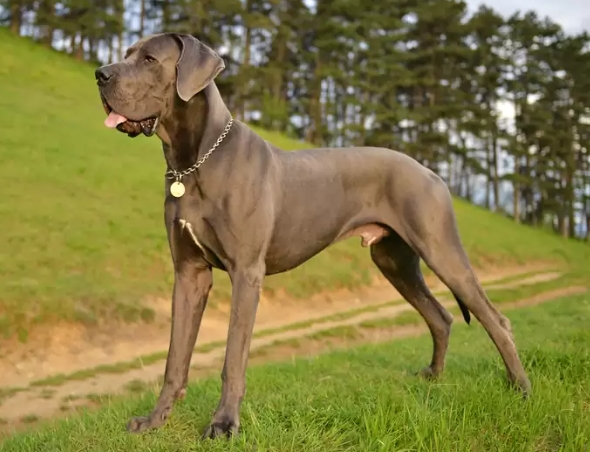dogs like great dane