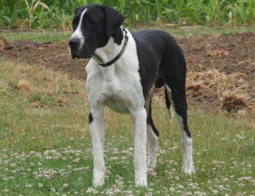 darby plains danes