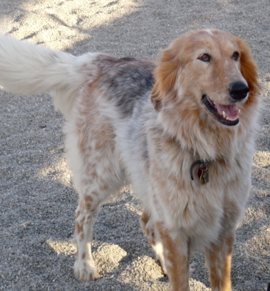 great dane australian shepherd