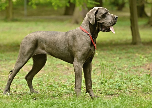 great dane apartment dog