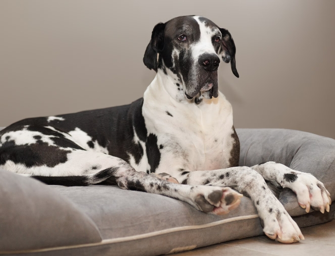 great dane apartment