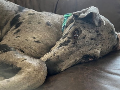 great dane bluey