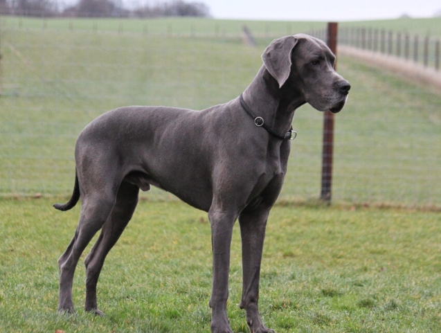 great dane 7 months