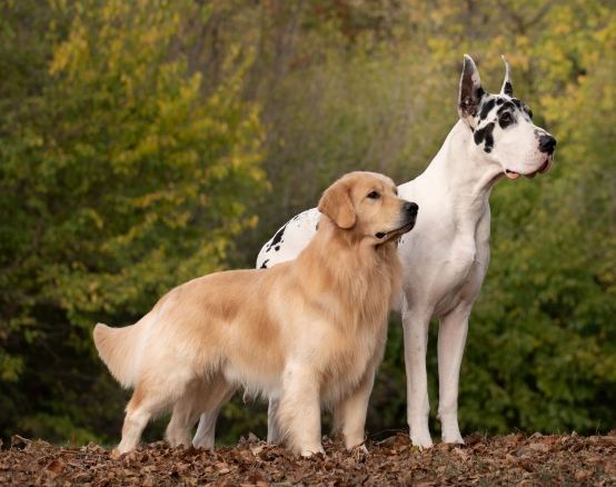 great dane and golden retriever