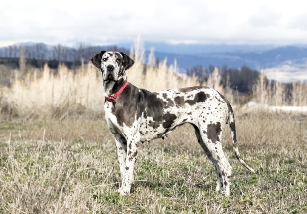 great dane black price