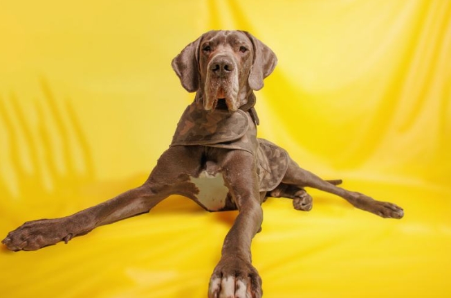 dark brown great dane