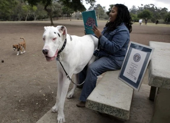 diego great dane