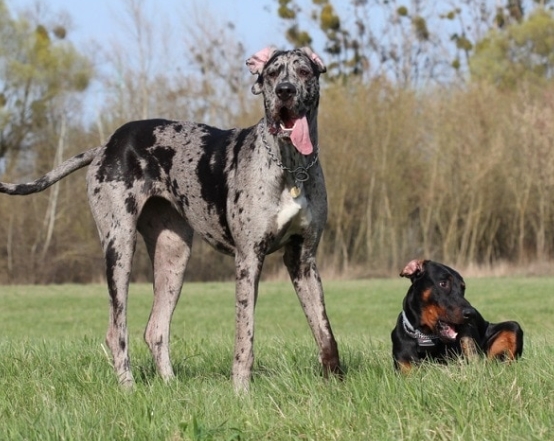 doberman and great dane