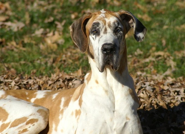 fawn harlequin great dane